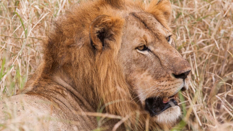 Luxury Tanzania Safaris and Tours - Male lion lying in the long grass of Tarangire National Park, Tanzania