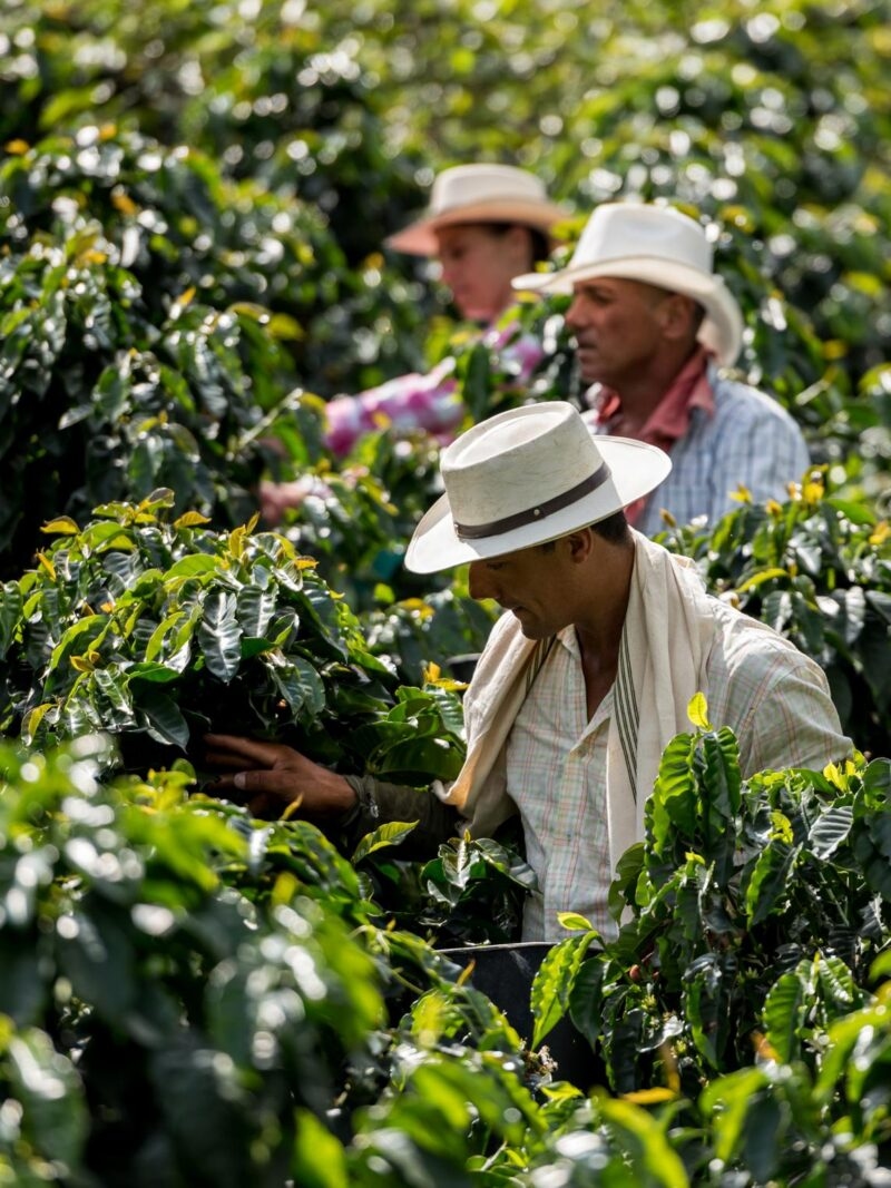 Three workers wearing white brimmed hats picking coffee cherries from dense, green coffee plants on a plantation during Luxury Colombia Trips.
