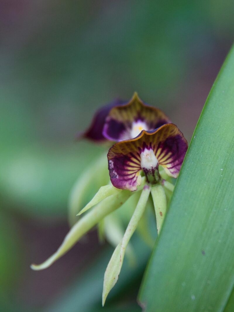 A close-up of a small purple and yellow-brown orchid with long green sepals tucked among bright green leaves. Perfect for luxury Belize tours.