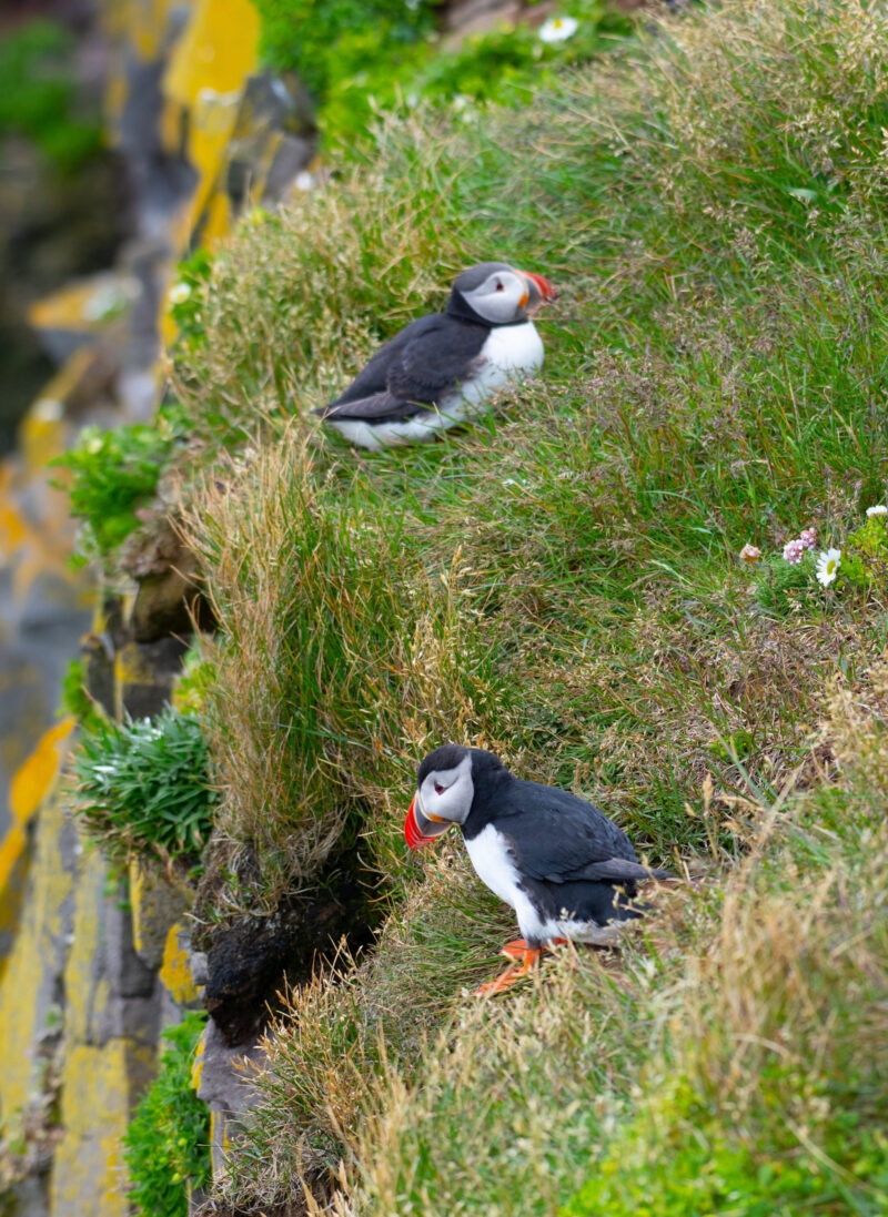 Two Atlantic puffins with orange beaks rest on a steep, bright green, grassy cliffside, showing a taste of luxury Iceland holidays.
