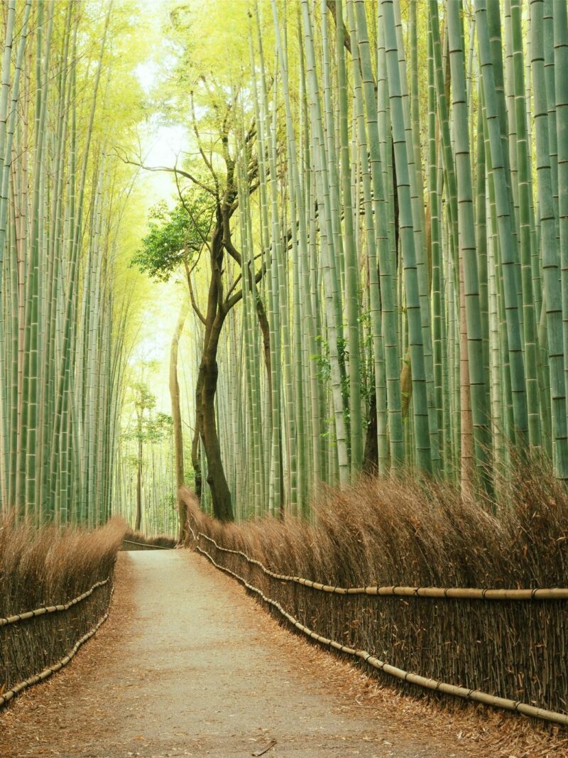 Private Japan Luxury Tours - tall bamboo trees in a forest with soft light in the distance
