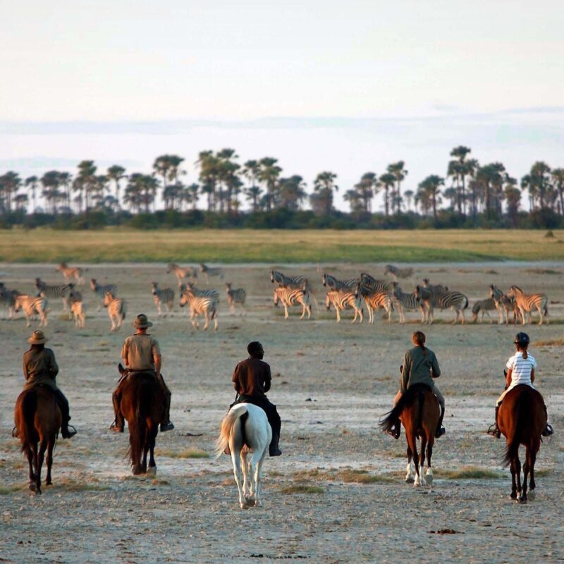 Five people riding horses across a flat savanna toward a herd of zebras under a line of palm trees.