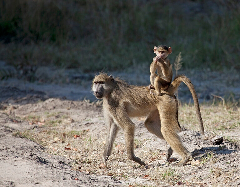 An adult baboon walking on dry ground with a small baby baboon hitching a ride on its back.