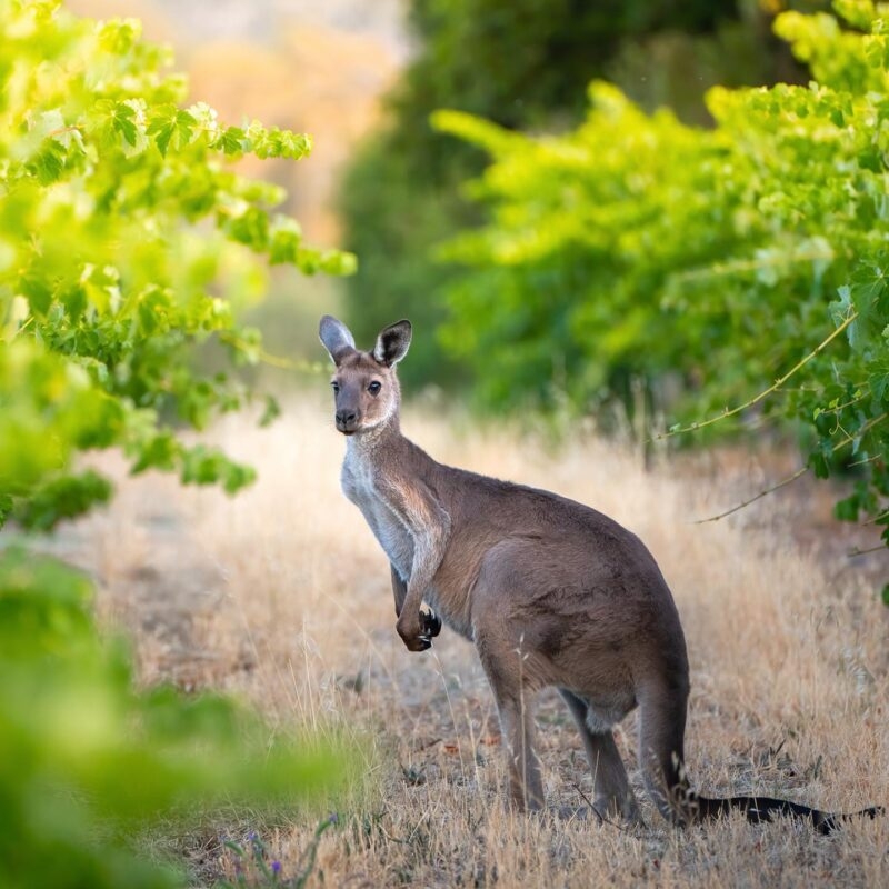 A kangaroo stands in a sunlit vineyard, a perfect encounter on luxury Australasia tours.
