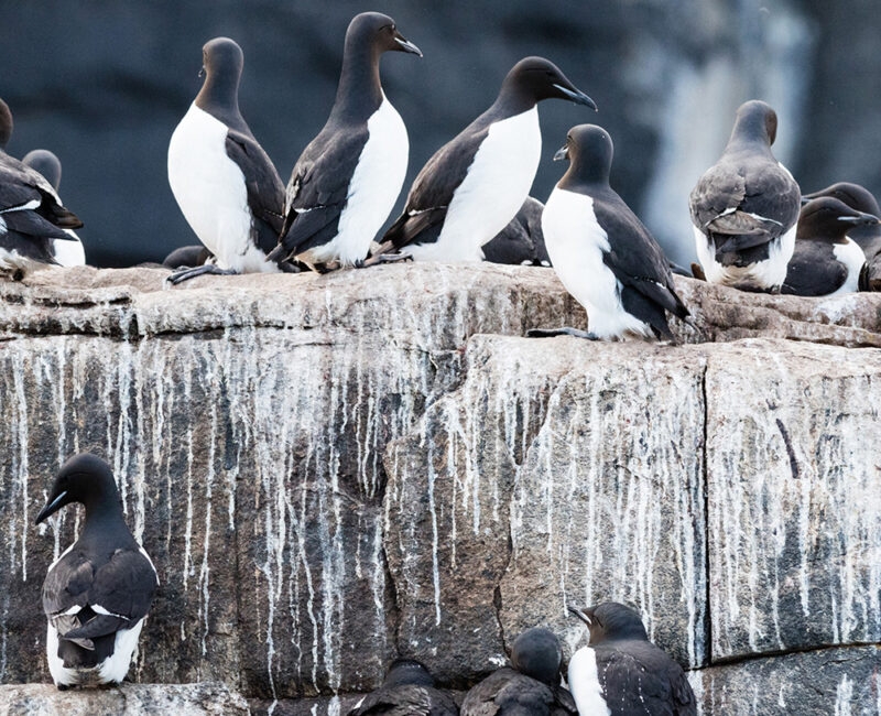 Guillemots nesting on Alkefjellet bird cliff, Hinlopen Strait, Svalbard, Norway