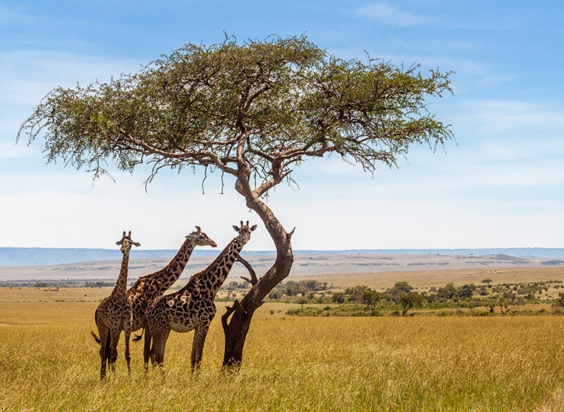 Three giraffes standing under a tree in the grass during luxury Serengeti National Park safaris.