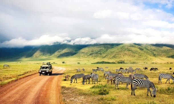 A safari jeep drives on a dirt path past a herd of grazing zebras in a wide grassy plain backed by misty mountains.