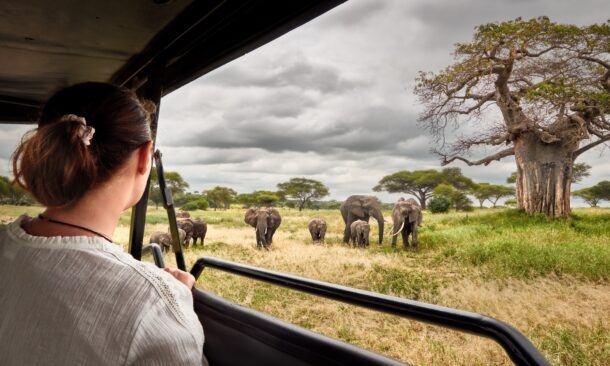 A woman in a safari vehicle watches a herd of elephants walking through the savanna under a cloudy sky.