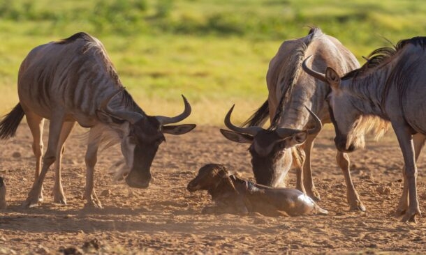Three wildebeests surround a newborn calf lying on the ground in a dusty field.