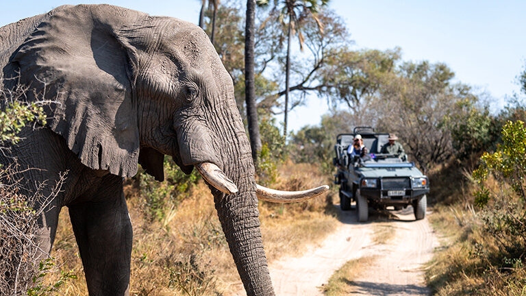 Close-up of an elephant's head and tusk on the left, with a safari jeep driving on a dirt road on the right. luxury wildlife and safari tours