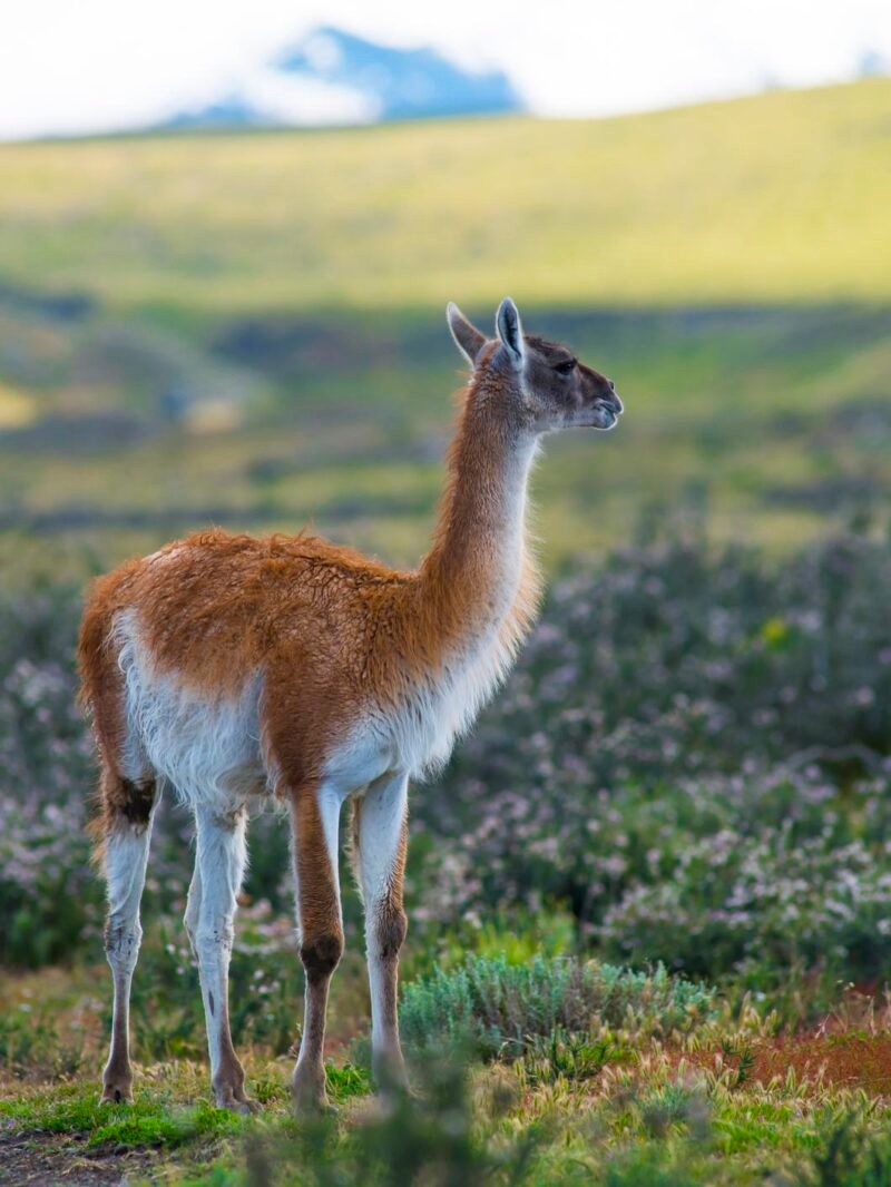 A guanaco stands in a grassy field with mountains in the distance on luxury Latin America family vacations.