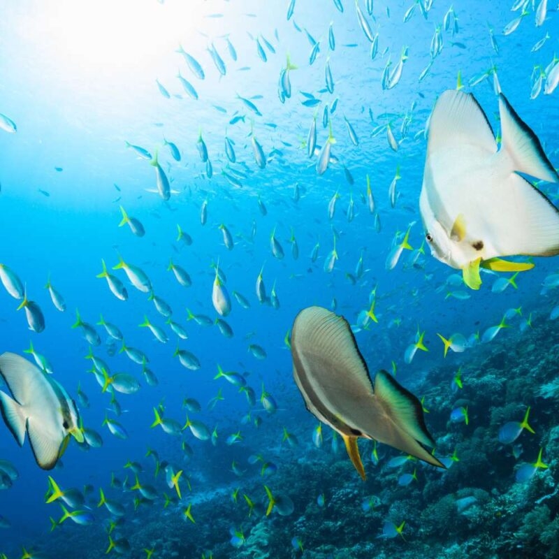 Tropical fish swimming in clear blue water during luxury Southeast Asia trips.