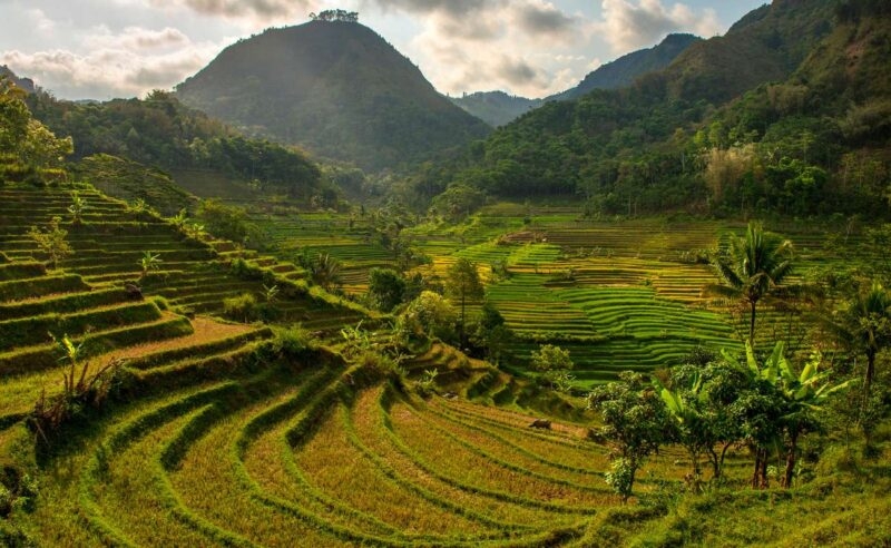 Green terraced rice fields in a mountain valley during luxury Southeast Asia holidays.