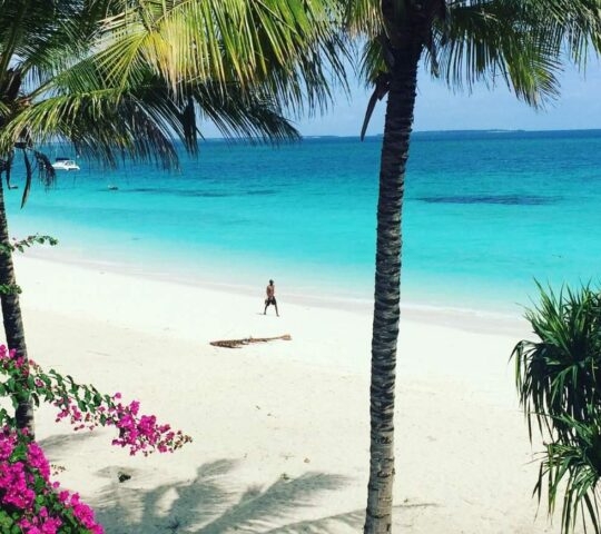 Tropical beach scene with turquoise ocean water, white sand, palm trees, and vibrant pink bougainvillea flowers.