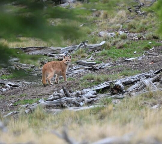 A reddish-brown puma standing amidst grey weathered logs and dry grass in a natural outdoor setting.
