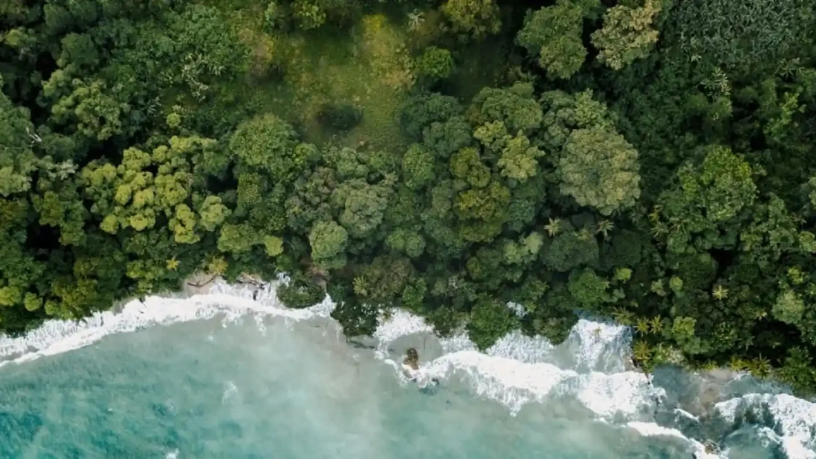 Ariel view of waves breaking on a forested shoreline