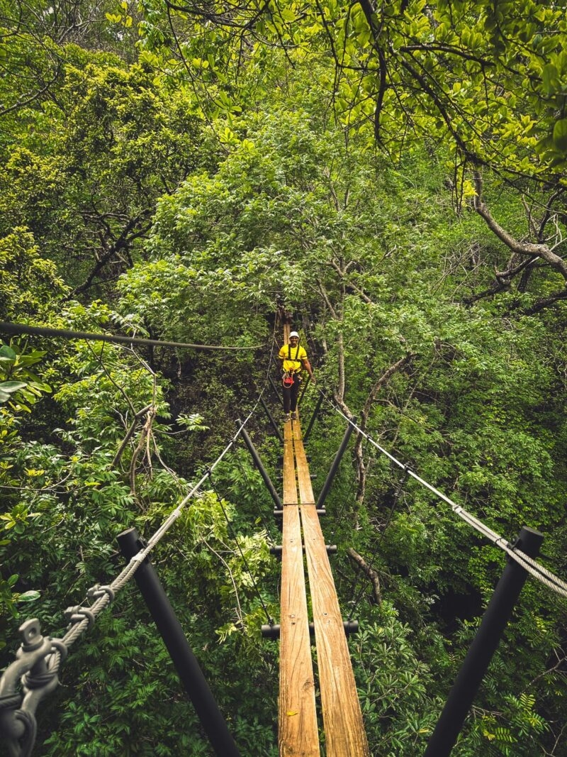 highland walkway in the jungle canopy