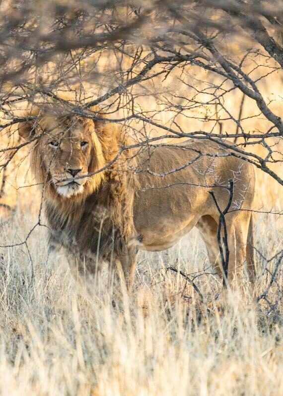 Lion Kruger National Park