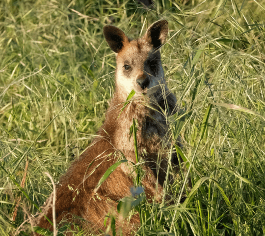 A small brown wallaby in long green grass