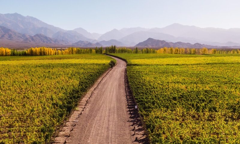 Drone view of wine vineyard path. Walking down path leading towards nature, view of mountain background, blue clear sky and green vineyards. Perspective, goal, outdoors, nature, travel concepts
