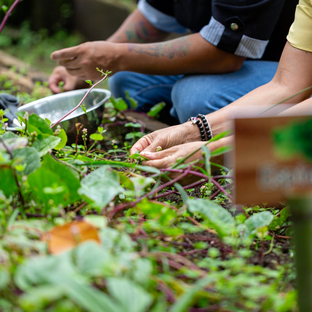 Two people gardening, with a focus on hands planting, next to a sign labeled "Eggplant."