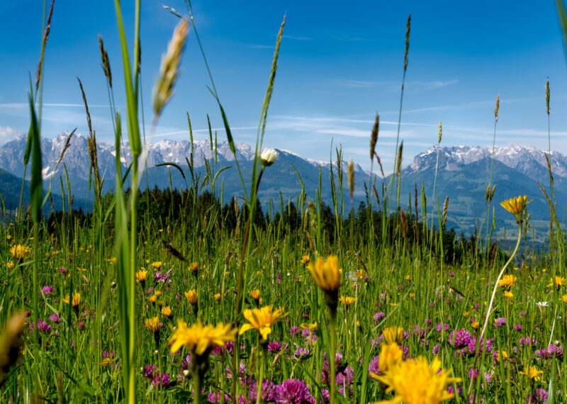 Alpine landscape with purple flowers, pine trees, and a distant lake nestled between mountains.