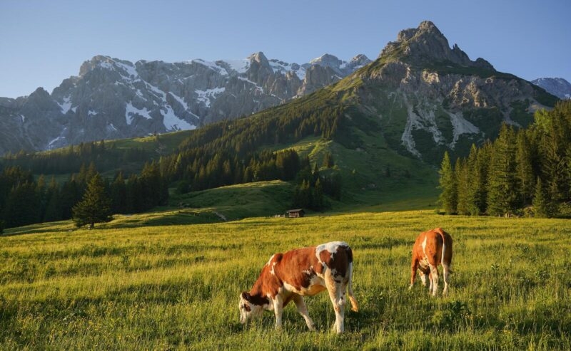 Cows grazing in a lush meadow with mountains in the background at sunset.
