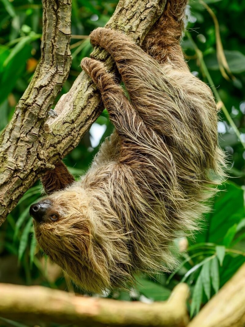 A close up of a two toed sloth hanging from a branch in the rainforest.