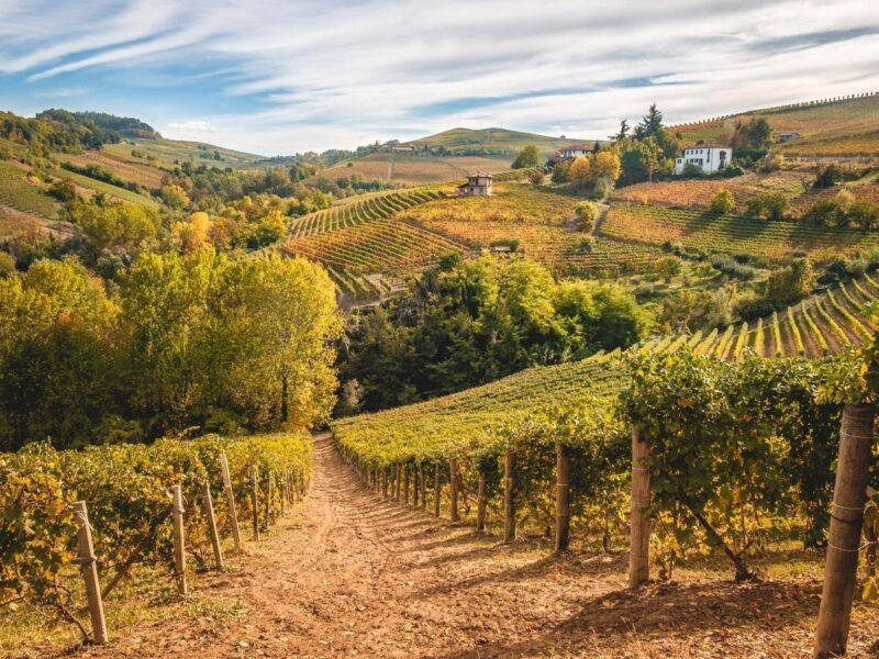 Vineyards in Barolo in Piedmont