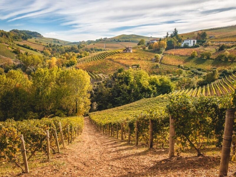 Vineyards in Barolo in Piedmont