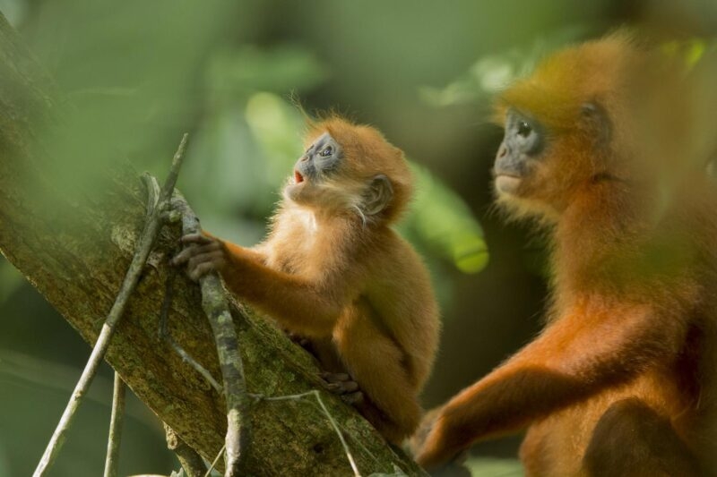 Monkeys rainforest tour Borneo