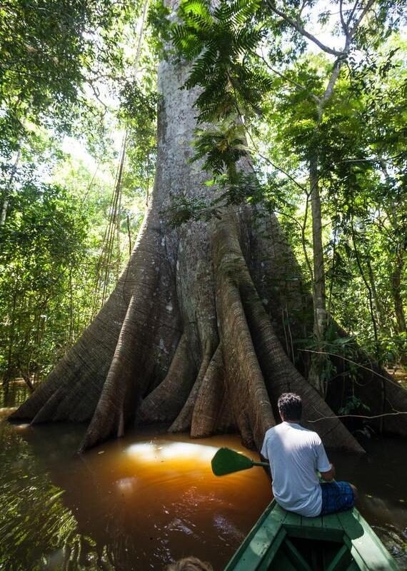 A man in a kayak paddling towards a giant tree in the Amazon rainforest waterways