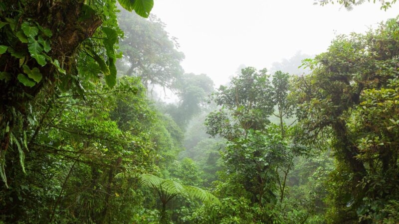Misty rainforest in Monteverde cloud forest reserve