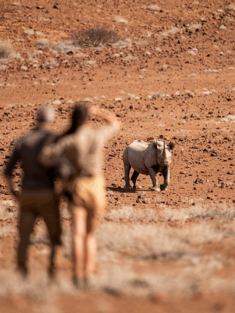desert rhino camp in namibia wilderness, safari couple honeymoon, spotting rhinos, black rhinos, safari experience in africa