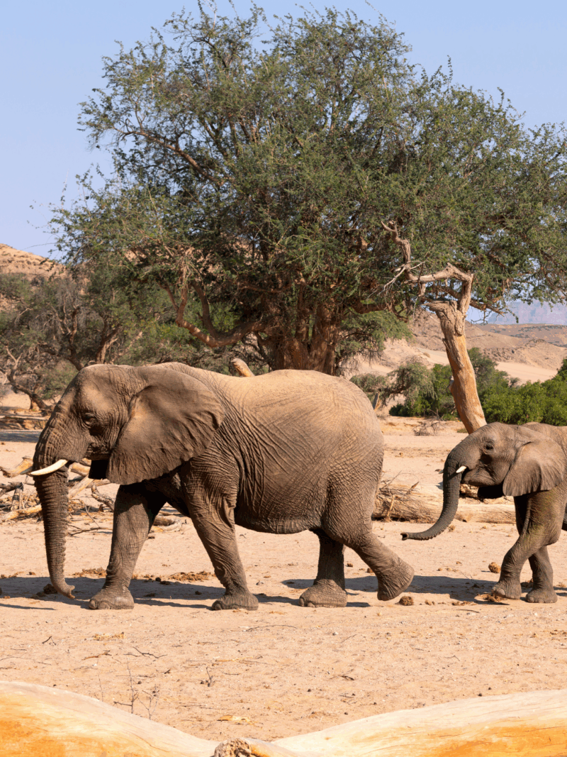 A small herd of Namibian elephants, known for their large feet and long legs, moving across the arid, rocky plains of Damaraland or Etosha National Park.