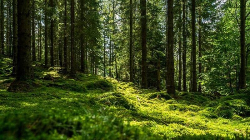 Beautiful green mossy forest in Sweden with light between trees