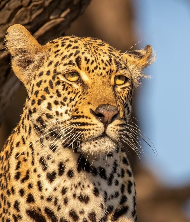 Portrait of a male leopard ( Panthera Pardus) in beautiful light Sabi Sands Game Reserve