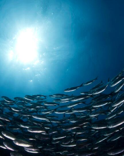 10 of the World’s Most Incredible Diving Destinations