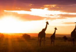 A Wildly Adventurous Tanzanian Honeymoon