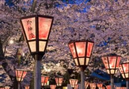 "Cherry Blossom of Japan" Luxury Tour