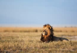 A Classic Cape, Kruger and Mauritius Beach Escape