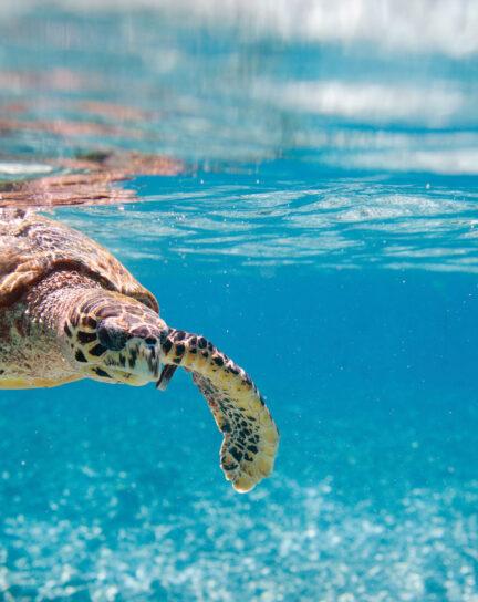 Seychelles Island Guide: Where to Go for Wildlife