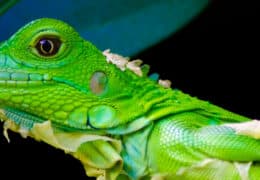 A Family Foray to Costa Rica