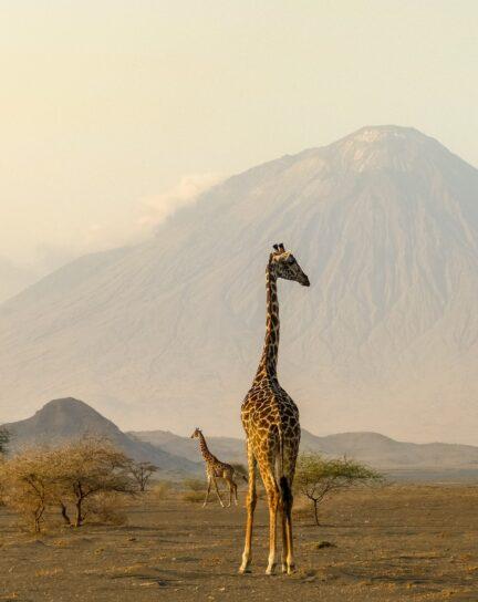 When is the Best Time to Visit Tanzania?