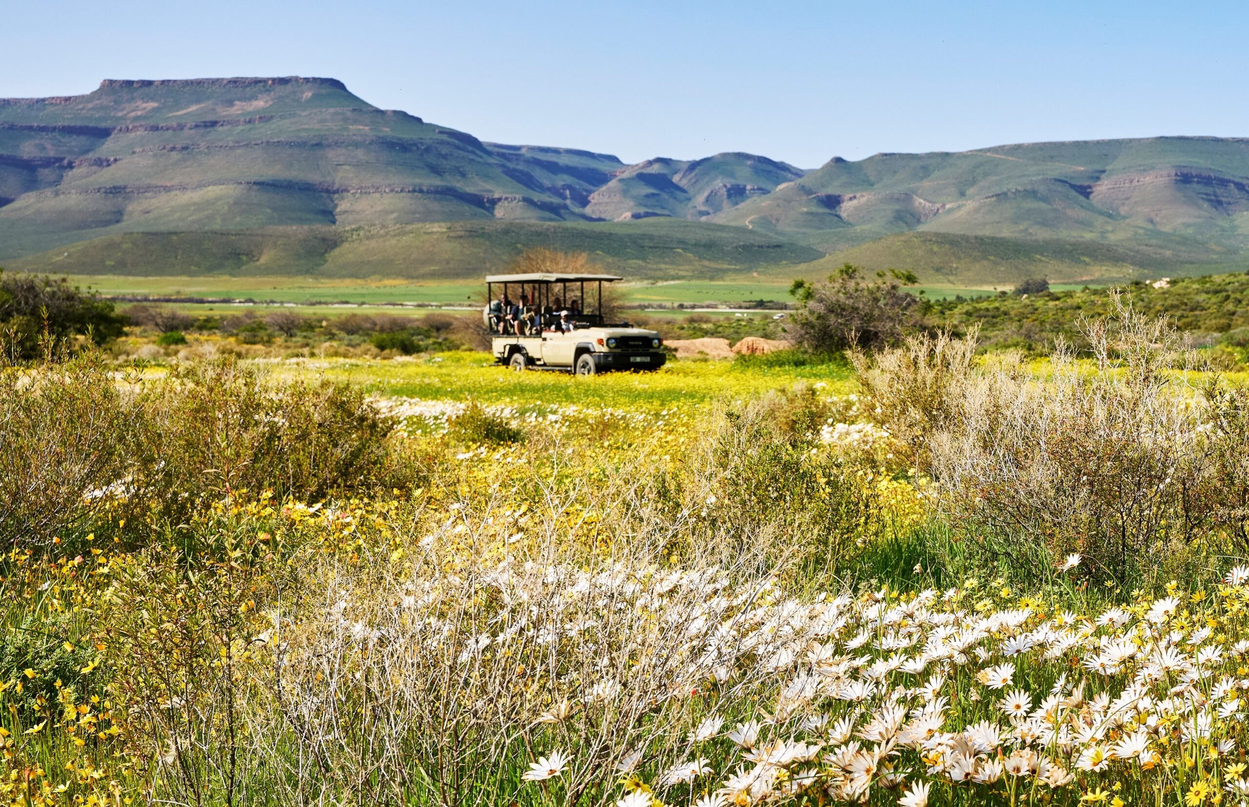 Safari vehicle with tourists in a blooming field with mountains in the background.