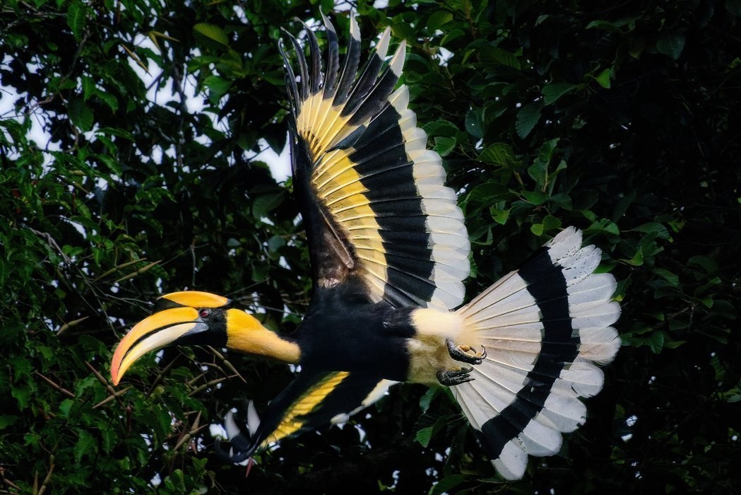 A large Great Hornbill bird flying with wings fully extended against a background of trees.