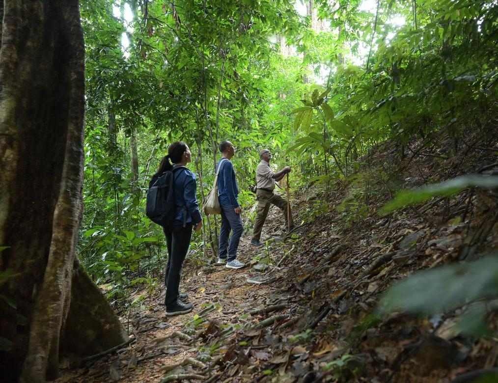 Three people hiking on a path deep within a vibrant green tropical forest.