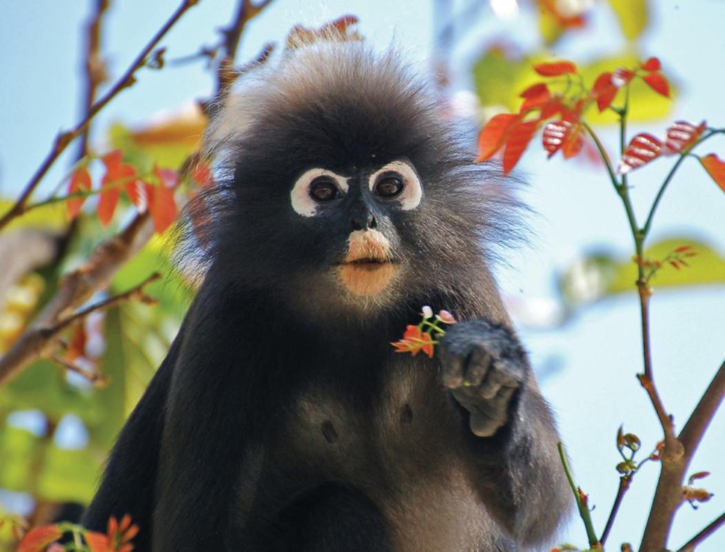 A monkey with white eye patches holds a small flower while perched among tropical branches.