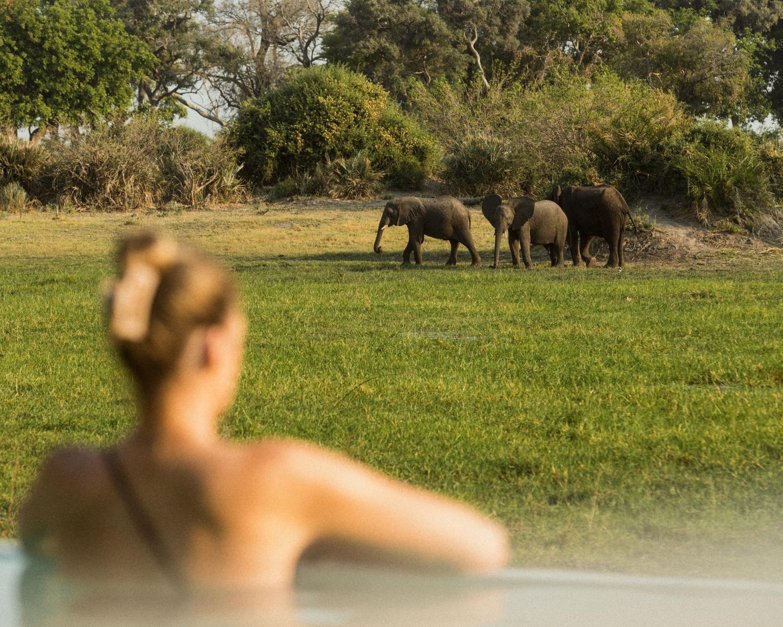 A woman watches a family of elephants in the greenery from the spa pool at The Sanctuary spa, Wilderness Mombo