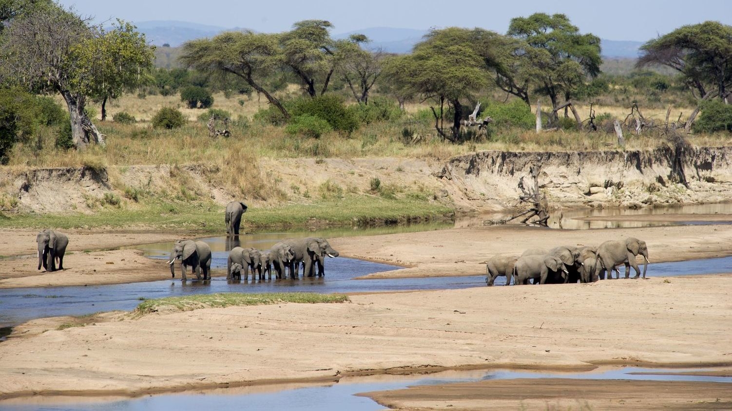 A herd of elephants gathered in shallow water along the Rufiji River.